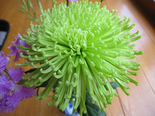 緑の菊 | エクステリアのトレド 長野市